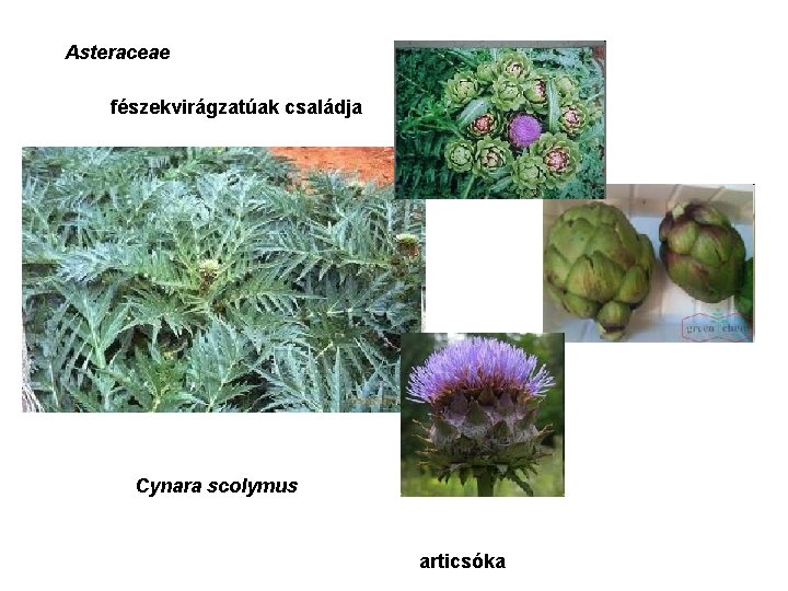 Asteraceae fészekvirágzatúak családja Cynara scolymus articsóka 