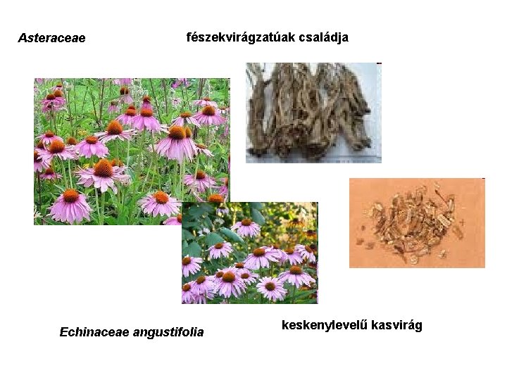 Asteraceae fészekvirágzatúak családja Echinaceae angustifolia keskenylevelű kasvirág 