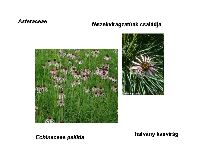 Asteraceae Echinaceae pallida fészekvirágzatúak családja halvány kasvirág 