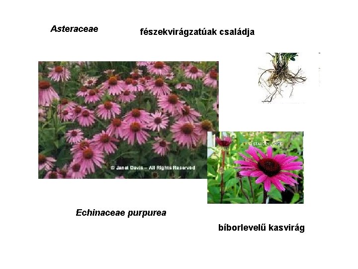 Asteraceae fészekvirágzatúak családja Echinaceae purpurea bíborlevelű kasvirág 