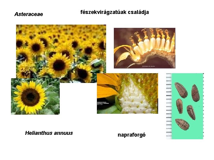 Asteraceae Helianthus annuus fészekvirágzatúak családja napraforgó 