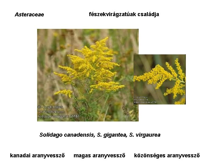 Asteraceae fészekvirágzatúak családja Solidago canadensis, S. gigantea, S. virgaurea kanadai aranyvessző magas aranyvessző közönséges