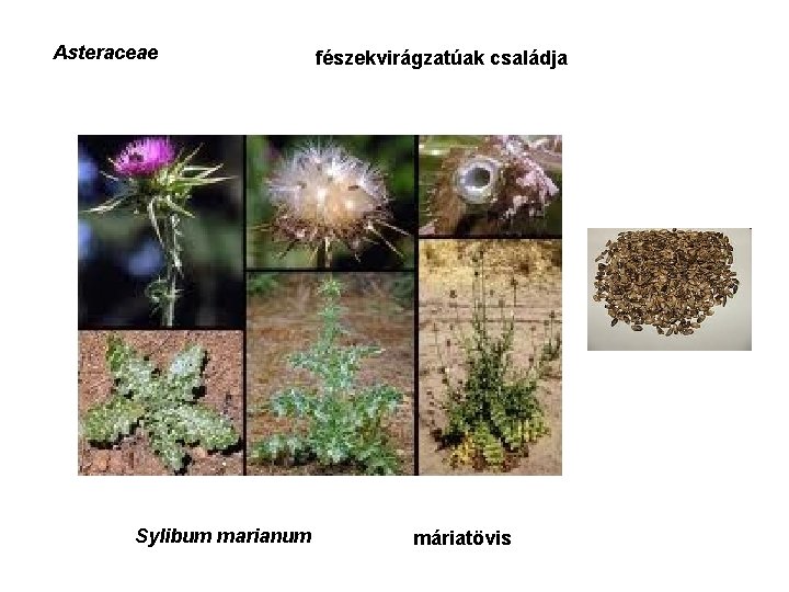 Asteraceae Sylibum marianum fészekvirágzatúak családja máriatövis 