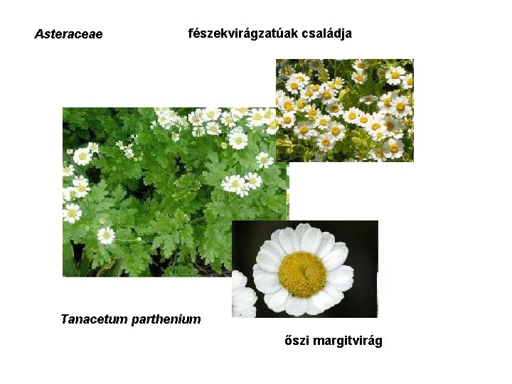Asteraceae fészekvirágzatúak családja Tanacetum parthenium őszi margitvirág 