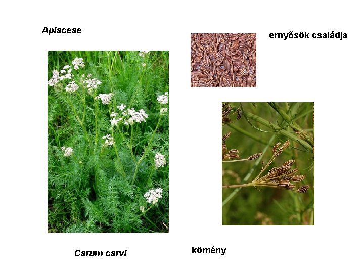 Apiaceae Carum carvi ernyősök családja kömény 