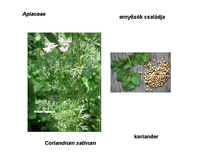 Apiaceae ernyősök családja koriander Coriandrum sativum 