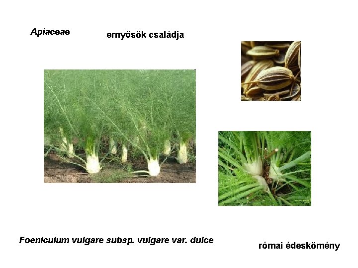 Apiaceae ernyősök családja Foeniculum vulgare subsp. vulgare var. dulce római édeskömény 