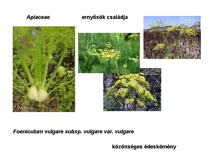 Apiaceae ernyősök családja Foeniculum vulgare subsp. vulgare var. vulgare közönséges édeskömény 