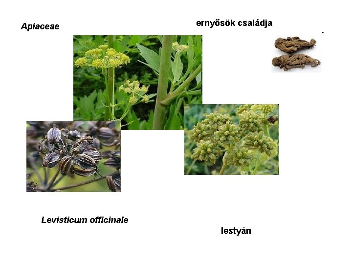 Apiaceae ernyősök családja Levisticum officinale lestyán 