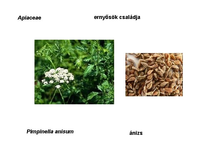 Apiaceae Pimpinella anisum ernyősök családja ánizs 