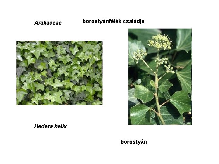 Araliaceae borostyánfélék családja Hedera helix borostyán 