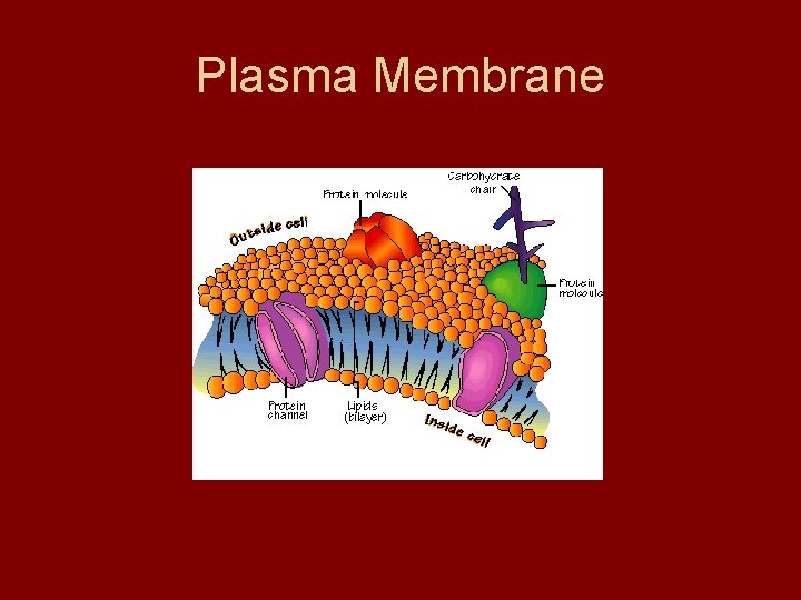 Plasma Membrane Plasma Membrane