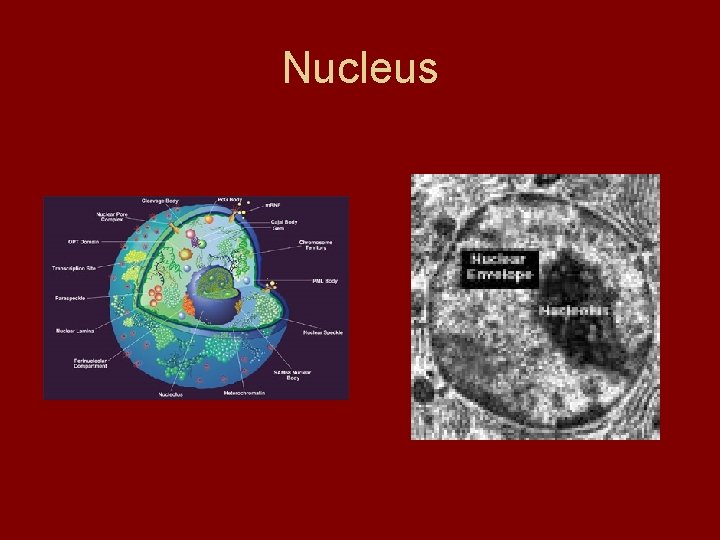 Nucleus Nucleus