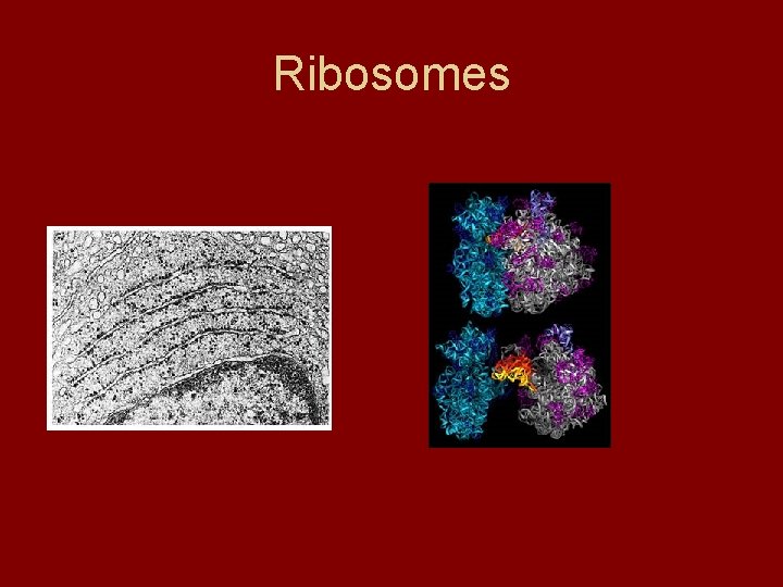 Ribosomes Ribosomes