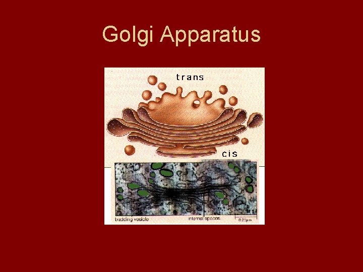 Golgi Apparatus Golgi Apparatus