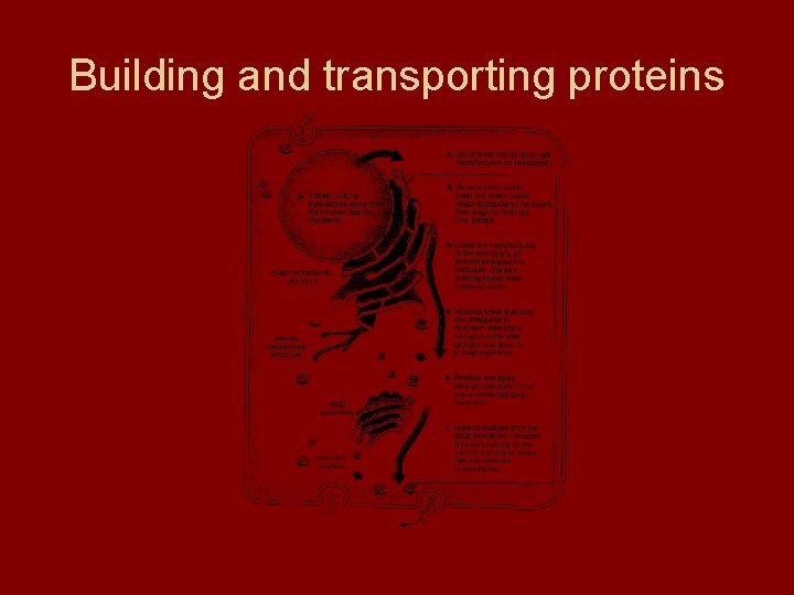 Building and transporting proteins Building and transporting proteins
