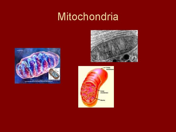 Mitochondria Mitochondria