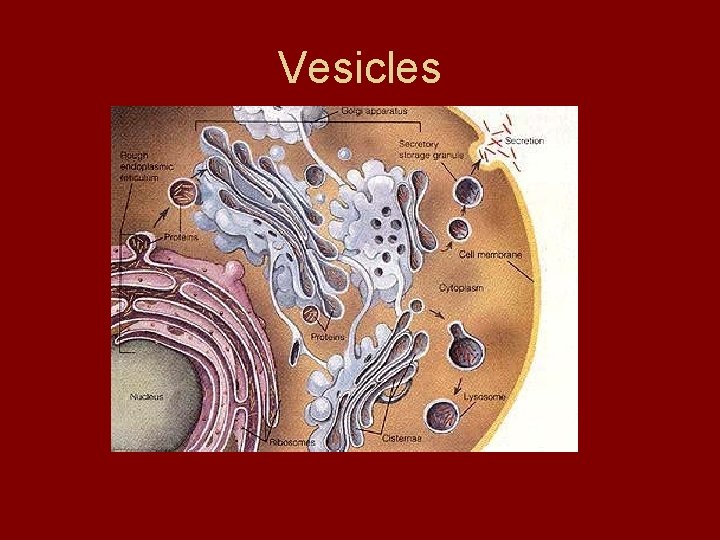 Vesicles Vesicles