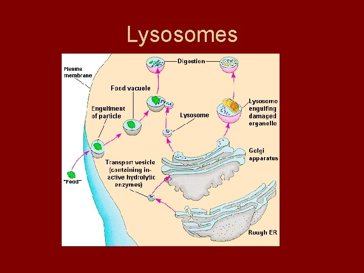 Lysosomes Lysosomes