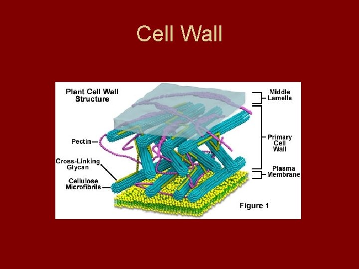 Cell Wall Cell Wall