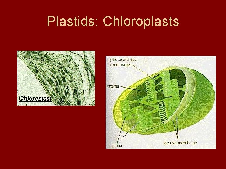 Plastids: Chloroplasts Plastids: Chloroplasts