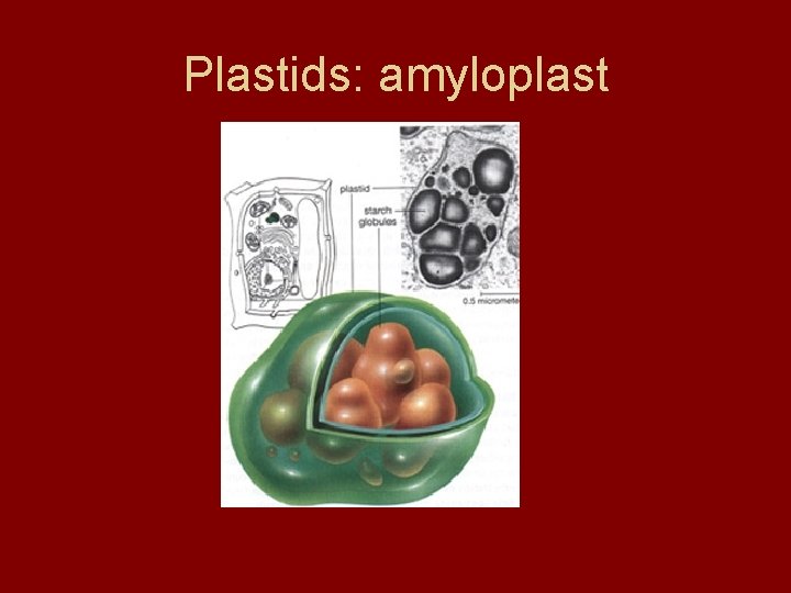 Plastids: amyloplast Plastids: amyloplast