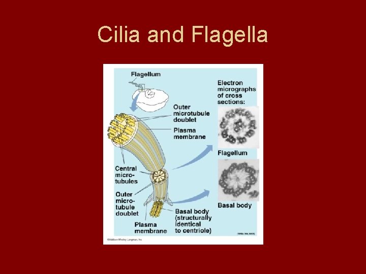 Cilia and Flagella Cilia and Flagella