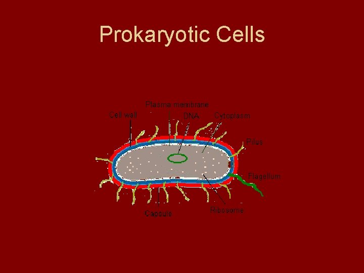 Prokaryotic Cells Prokaryotic Cells