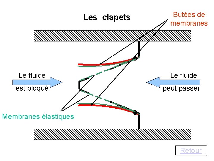 Les clapets Le fluide est bloqué Butées de membranes Le fluide peut passer Membranes