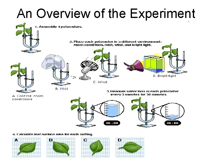 An Overview of the Experiment 