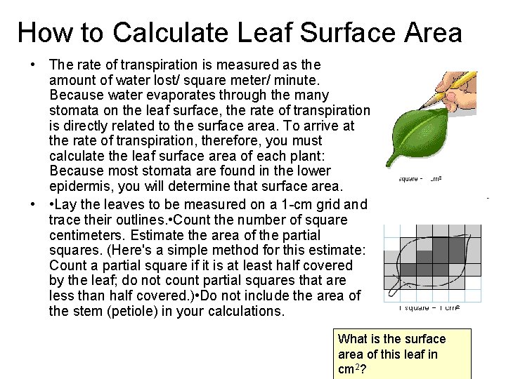 How to Calculate Leaf Surface Area • The rate of transpiration is measured as