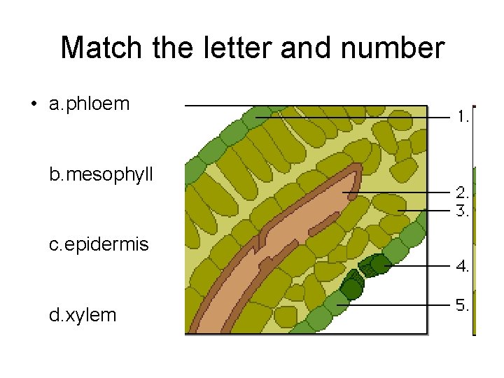 Match the letter and number • a. phloem b. mesophyll c. epidermis d. xylem