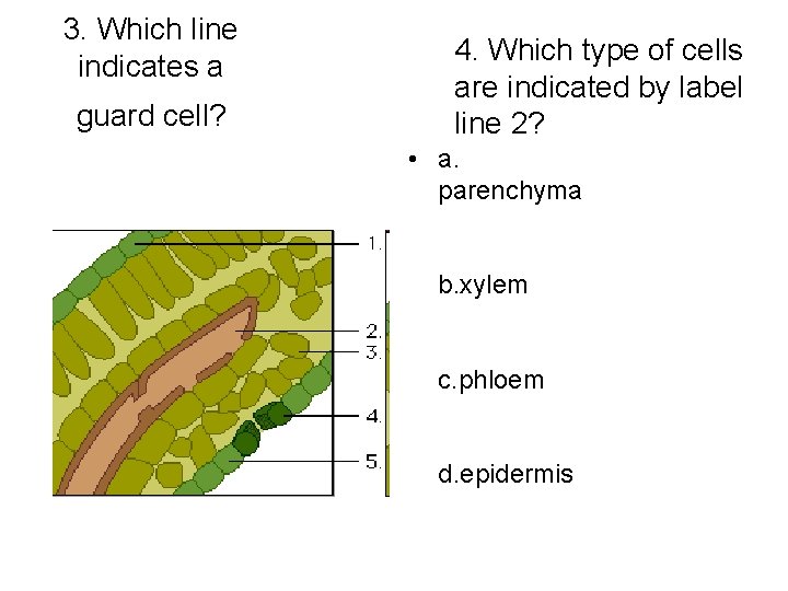 3. Which line indicates a guard cell? 4. Which type of cells are indicated