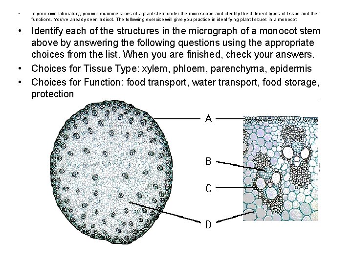  • In your own laboratory, you will examine slices of a plant stem