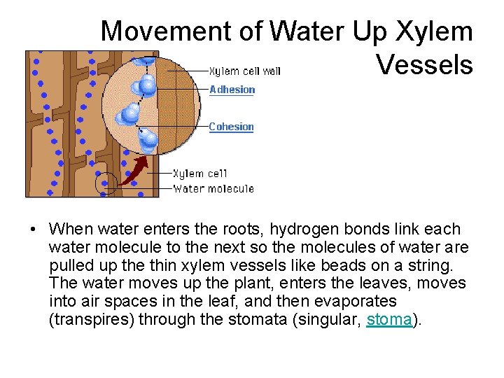 Movement of Water Up Xylem Vessels • When water enters the roots, hydrogen bonds