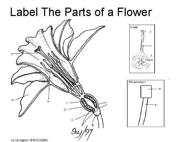 Label The Parts of a Flower 