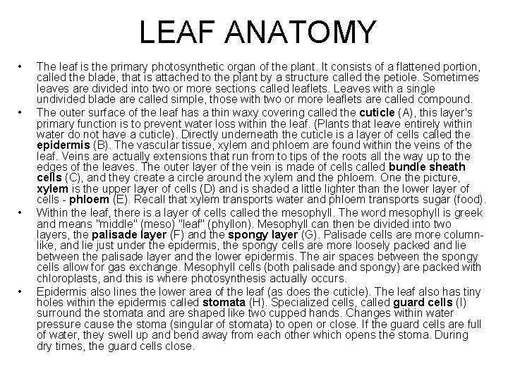 LEAF ANATOMY • • The leaf is the primary photosynthetic organ of the plant.
