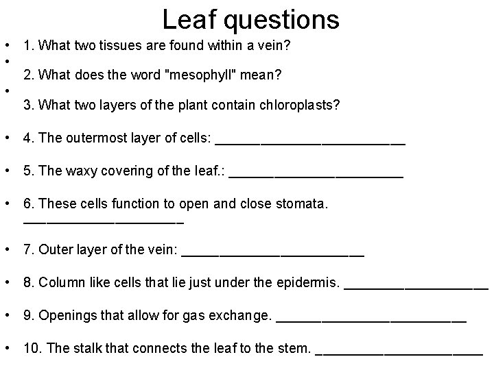 Leaf questions • 1. What two tissues are found within a vein? • 2.