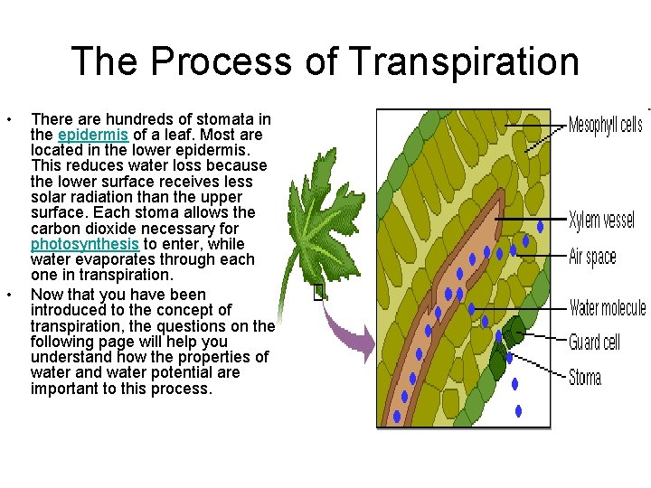 The Process of Transpiration • • There are hundreds of stomata in the epidermis