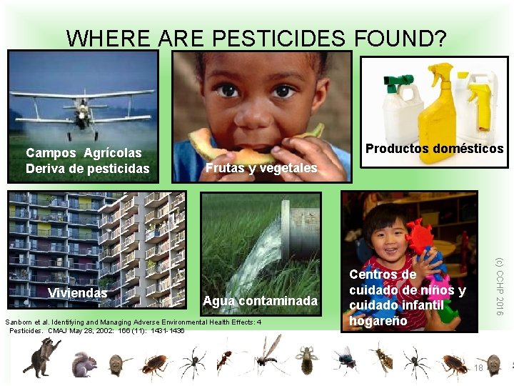 WHERE ARE PESTICIDES FOUND? Campos Agrícolas Deriva de pesticidas Frutas y vegetales Agua contaminada