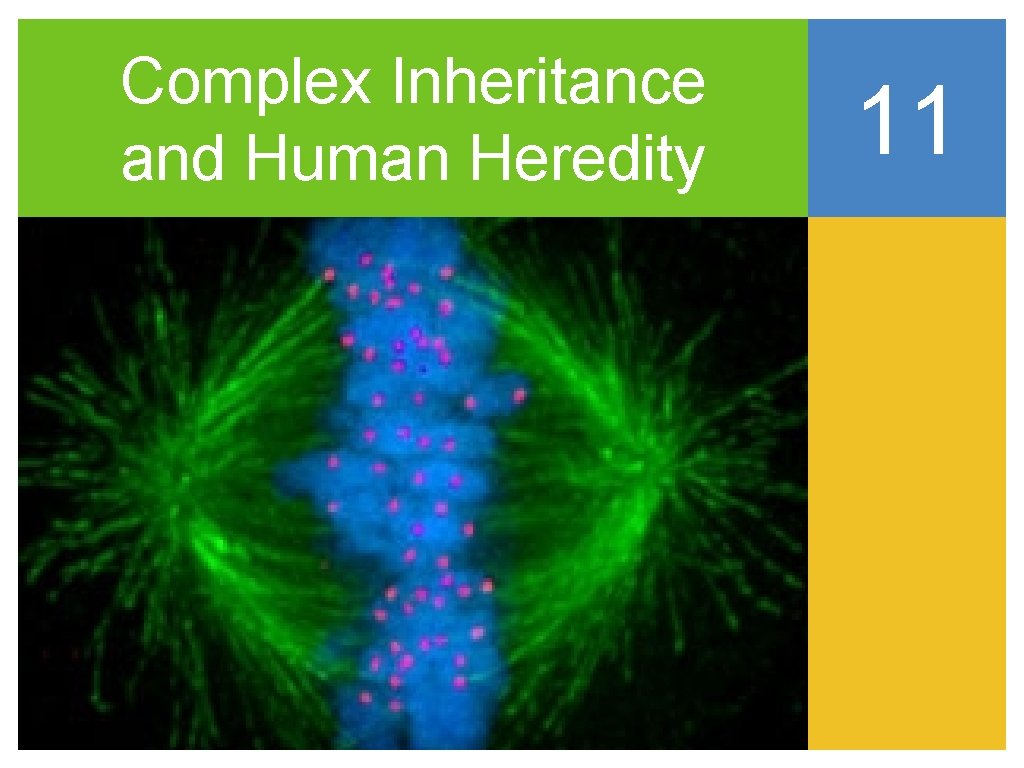Complex Inheritance and Human Heredity 11 