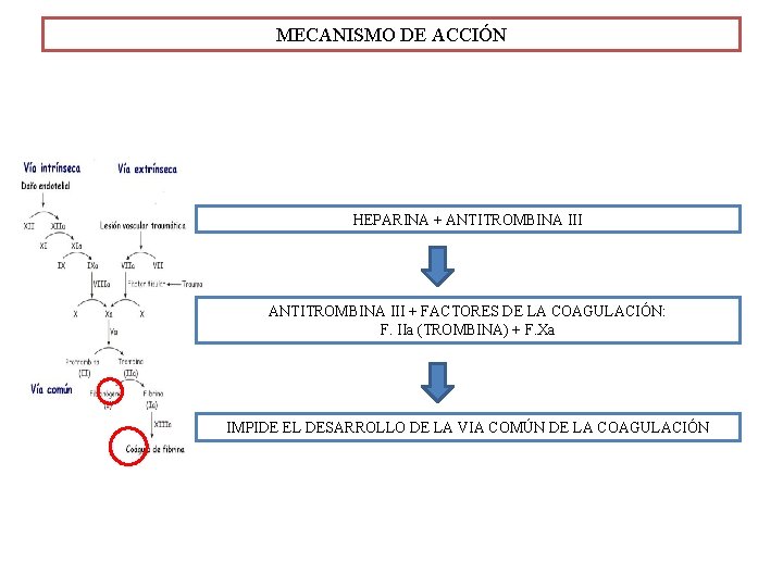 MECANISMO DE ACCIÓN HEPARINA + ANTITROMBINA III + FACTORES DE LA COAGULACIÓN: F. IIa