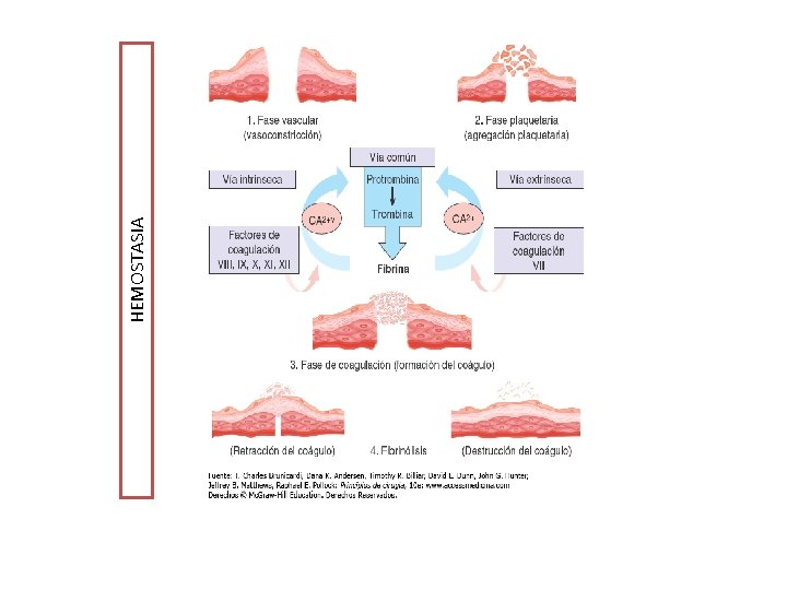 HEMOSTASIA 