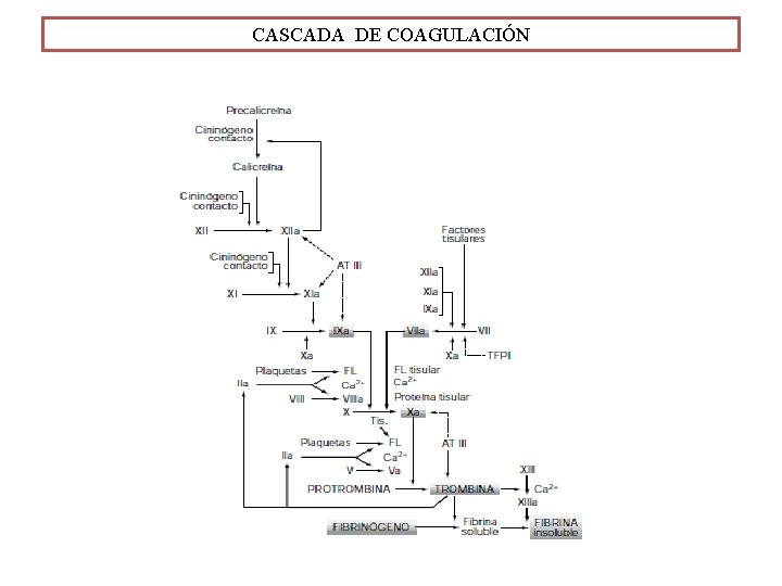 CASCADA DE COAGULACIÓN 