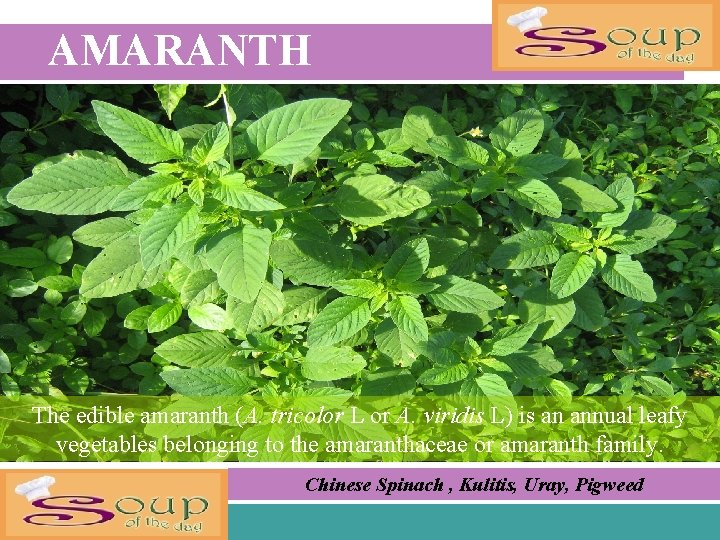 AMARANTH The edible amaranth (A. tricolor L or A. viridis L) is an annual