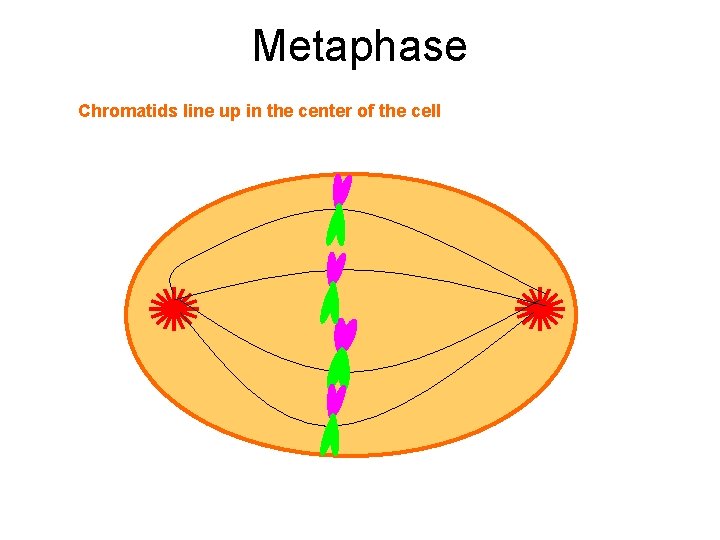 Metaphase Chromatids line up in the center of the cell 