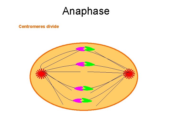 Anaphase Centromeres divide 