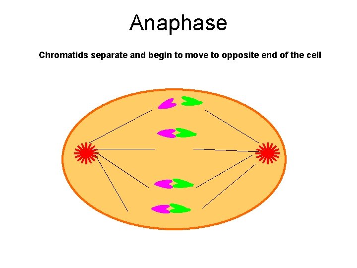 Anaphase Chromatids separate and begin to move to opposite end of the cell 