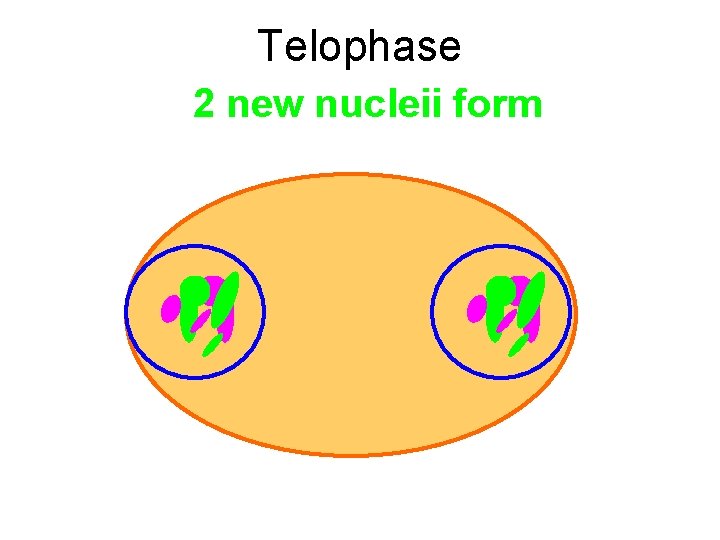 Telophase 2 new nucleii form 