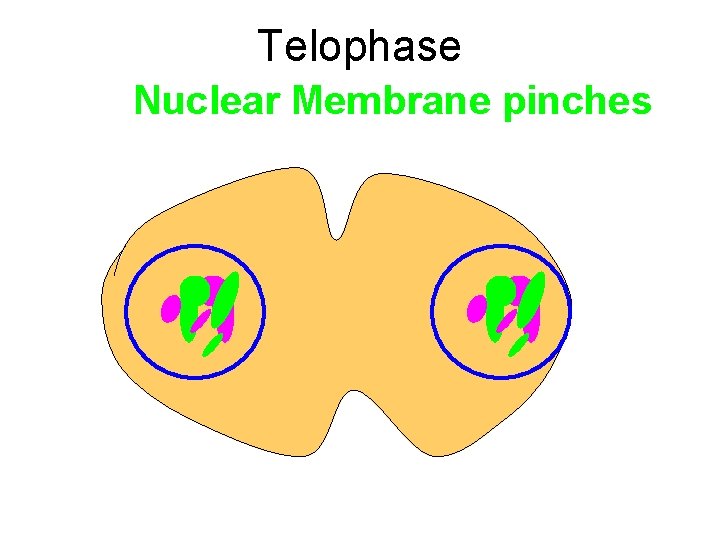 Telophase Nuclear Membrane pinches 